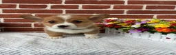 Welsh Corgi Pembroke dogs for sale: Bruno - Ad 7