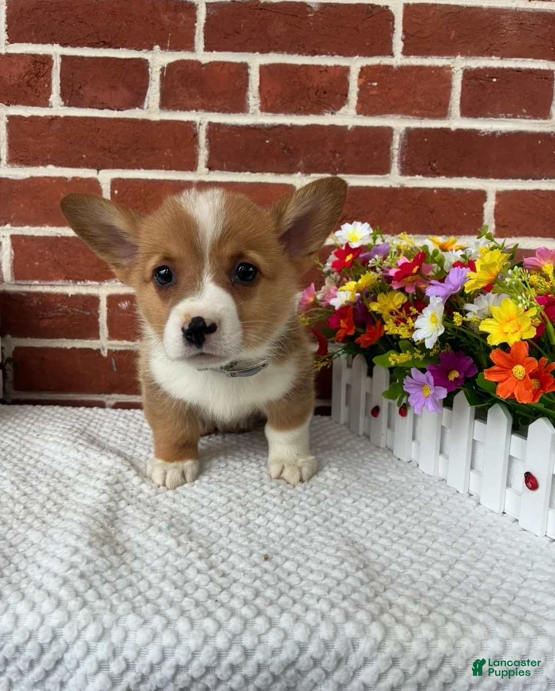 Welsh Corgi Pembroke dogs for sale: Bruno - Ad 7