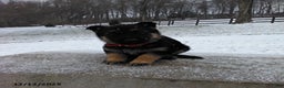 German Shepherd dogs for sale: Lilly - Ad 3