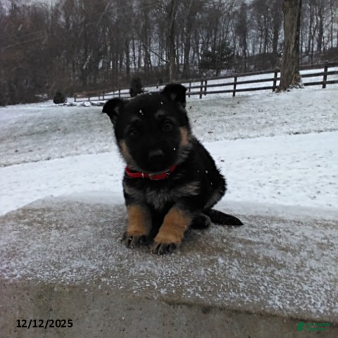 German Shepherd dogs for sale: Lilly - Ad 3