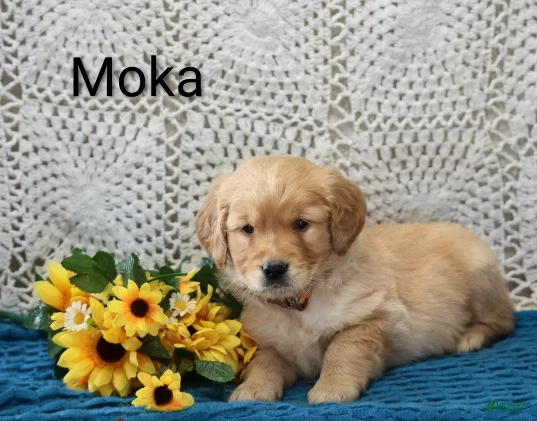 Golden Retriever dogs for sale: Moka - Ad 1