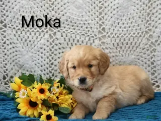 Golden Retriever dogs for sale: Moka - Ad 1