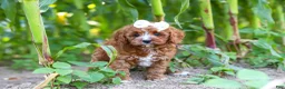 Cavapoo dogs for sale: Sky - Ad 11