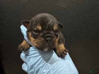 English Bulldog dogs Casino - Ad 41