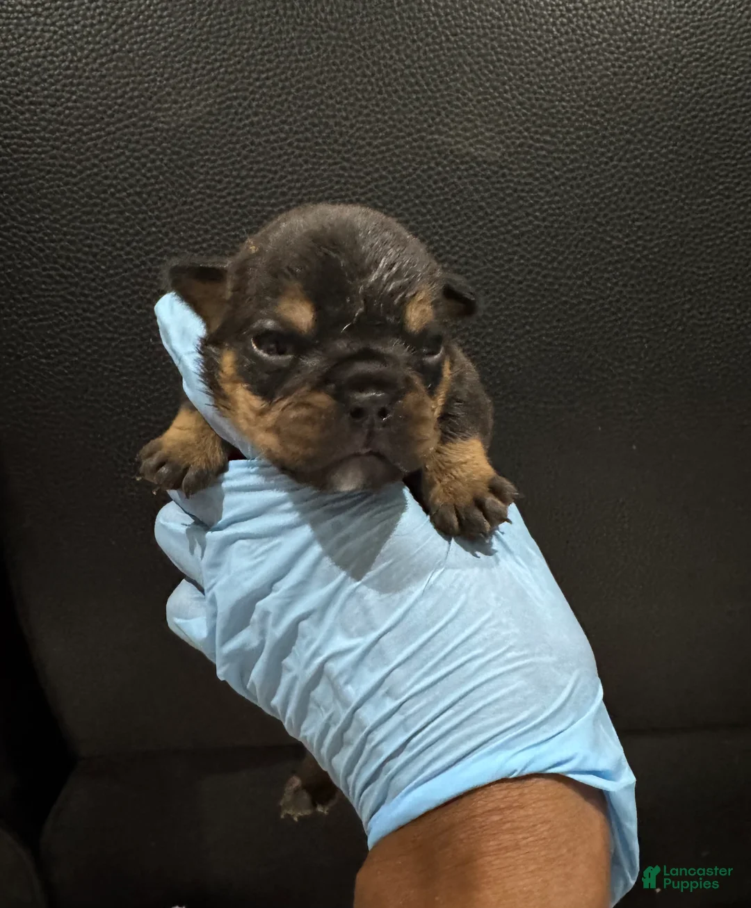 English Bulldog dogs for sale: Blackjack  - Ad 11