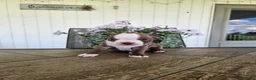 Boston Terrier dogs for sale: Alfie - Ad 15