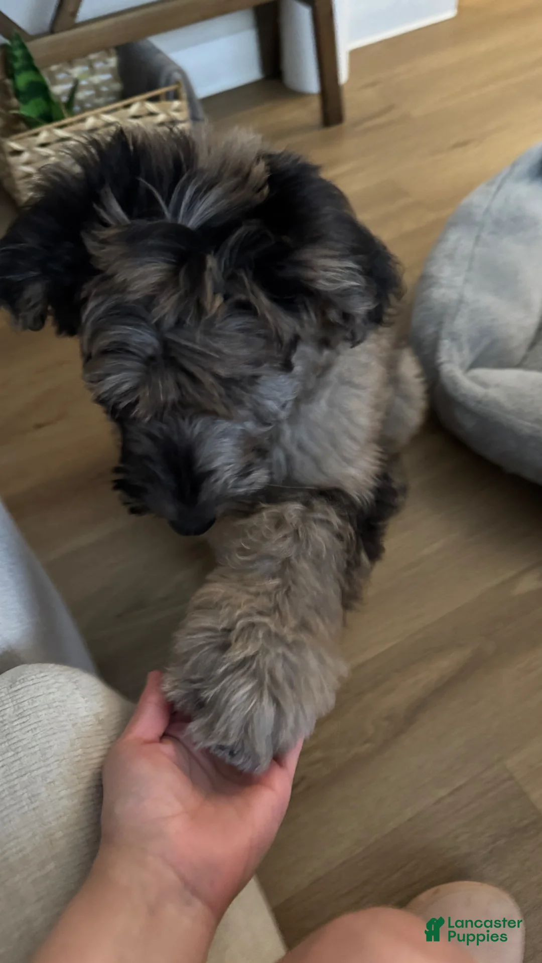 Mixed Breed dogs for sale: Mixed Breed Puppy 1 - Ad 14