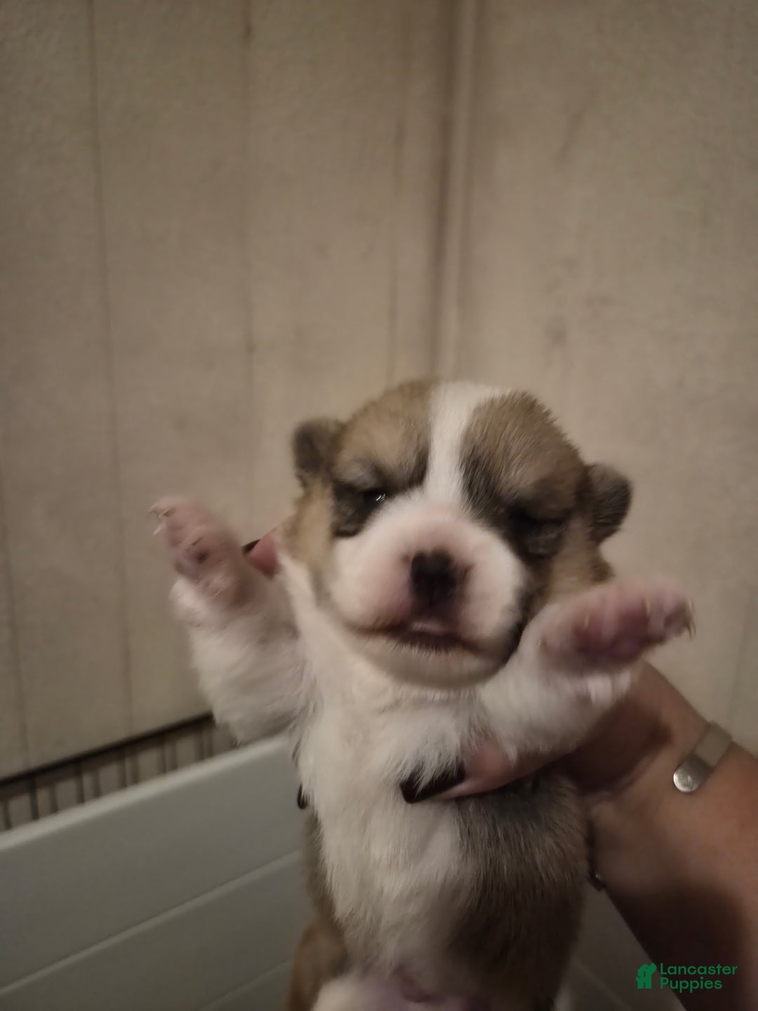 Welsh Corgi Pembroke dogs for sale: Welsh Corgi Pembroke Puppy 1 - Ad 2