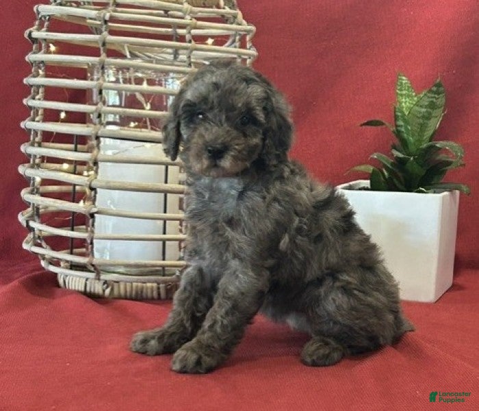Miniature Poodle dogs Macy - Ad 2