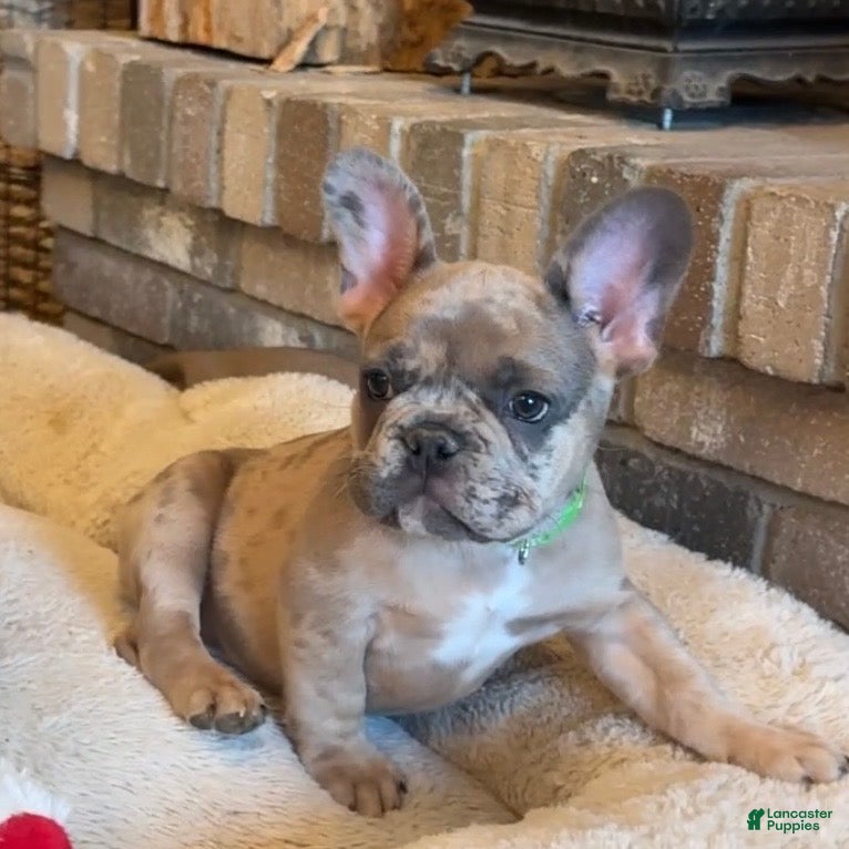 French Bulldog dogs Sprout  - Ad 1