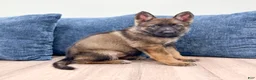 German Shepherd dogs for sale: Jewell - Ad 5