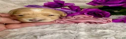 Maltipoo dogs for sale: Cheska - Ad 1