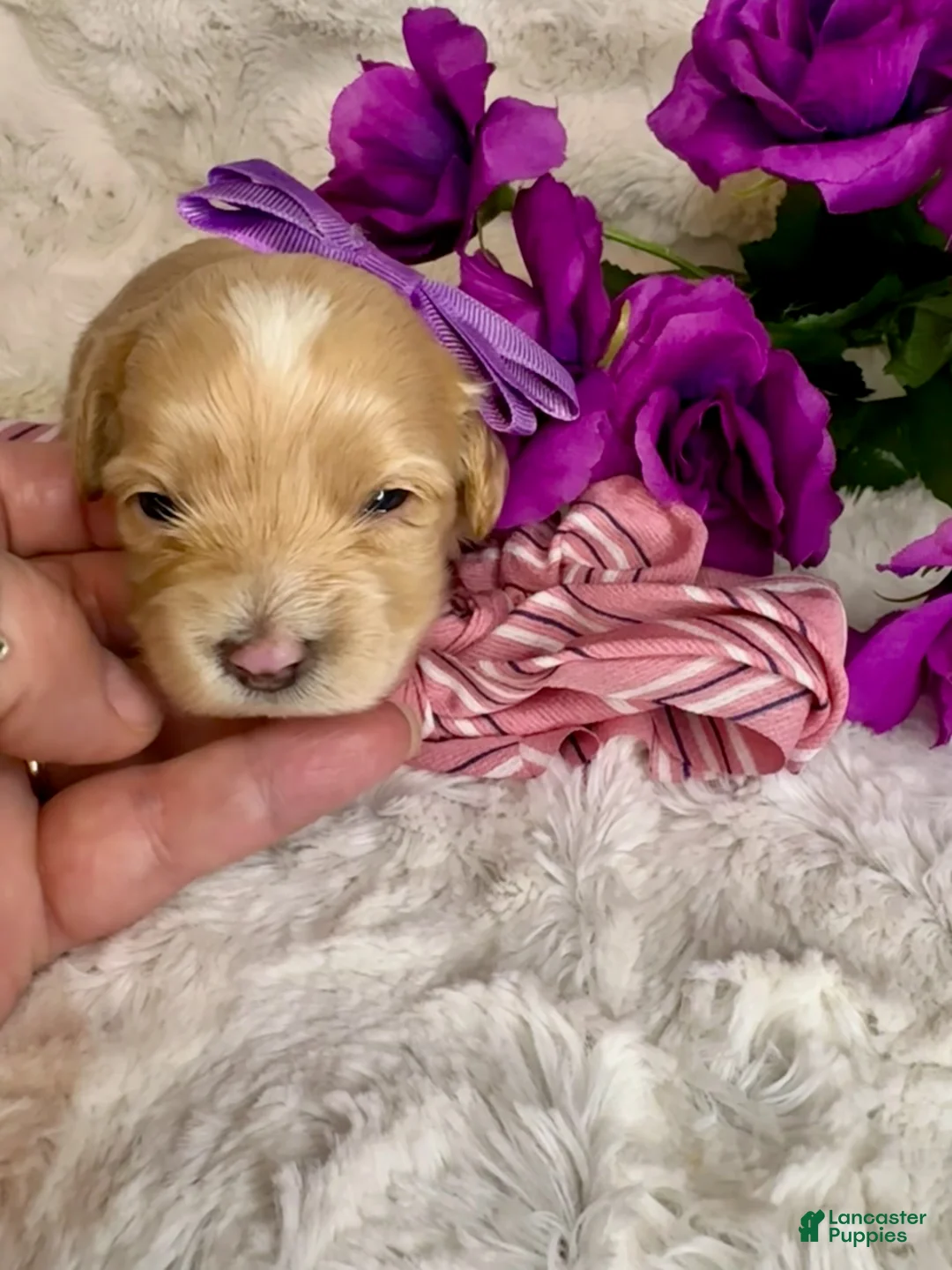 Maltipoo dogs for sale: Cheska - Ad 1