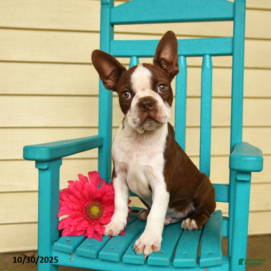 Boston Terrier dogs Banjo - Ad 3