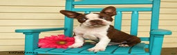 Boston Terrier dogs for sale: Banjo - Ad 1