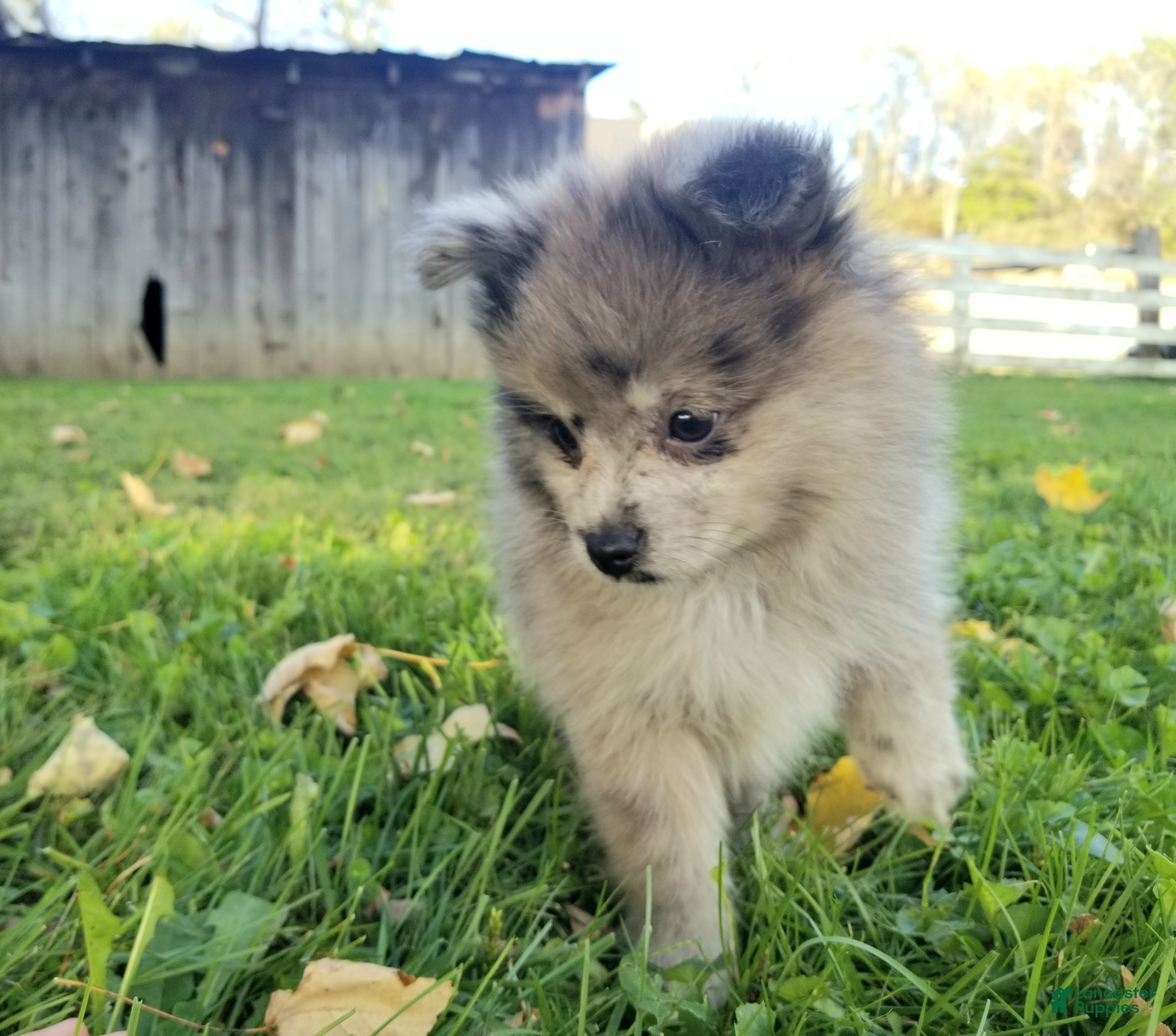 Pomeranian dogs Max - Ad 1