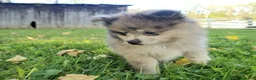 Pomeranian dogs for sale: Max - Ad 4