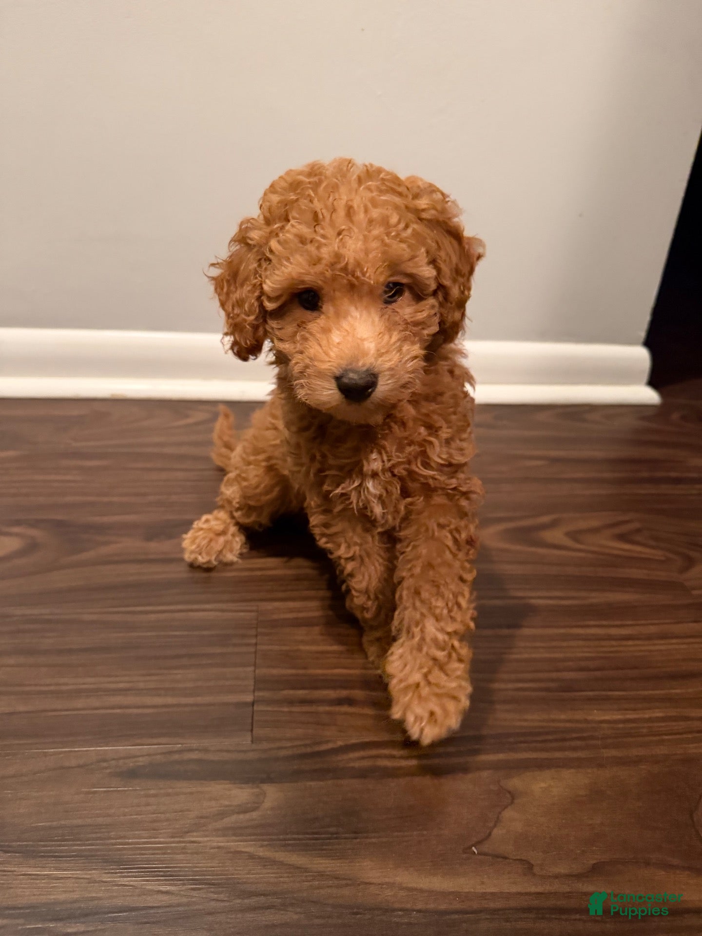 Miniature Poodle dogs for sale: BLUEBERRY  - Ad 1
