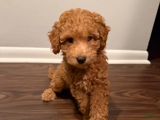 Miniature Poodle dogs for sale: BLUEBERRY - Ad 1