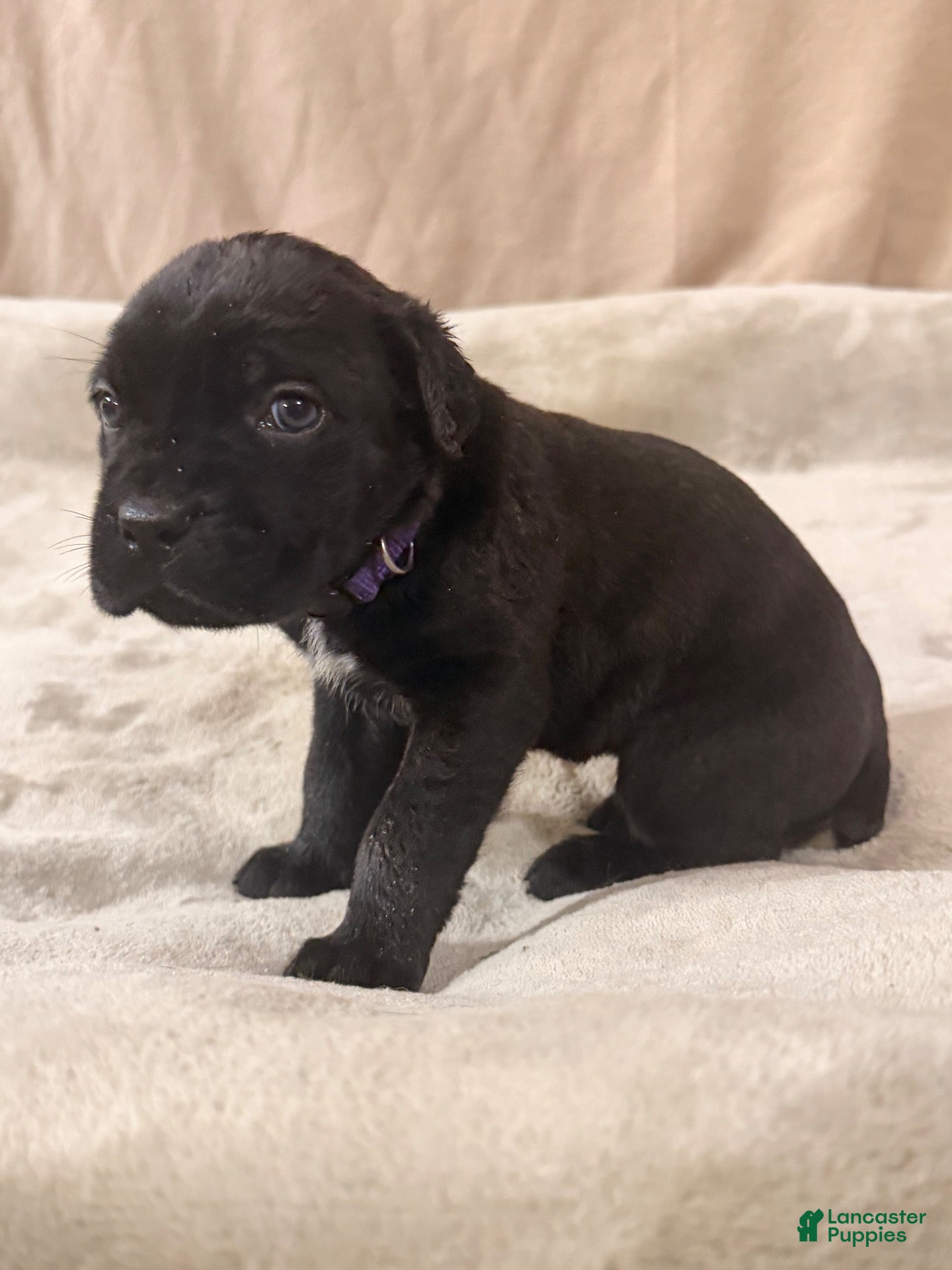 Cane Corso dogs for sale: Purple - Ad 4