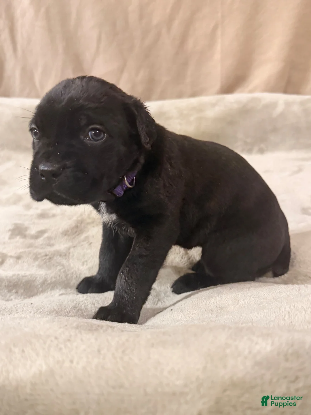 Cane Corso dogs for sale: Purple - Ad 1