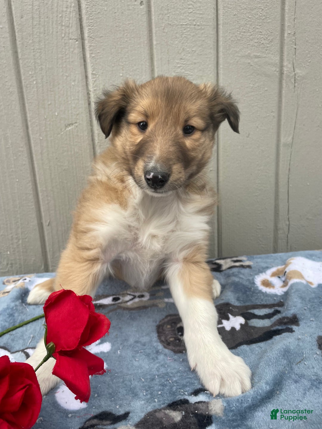 Collie dogs for sale: Calvin - Ad 2