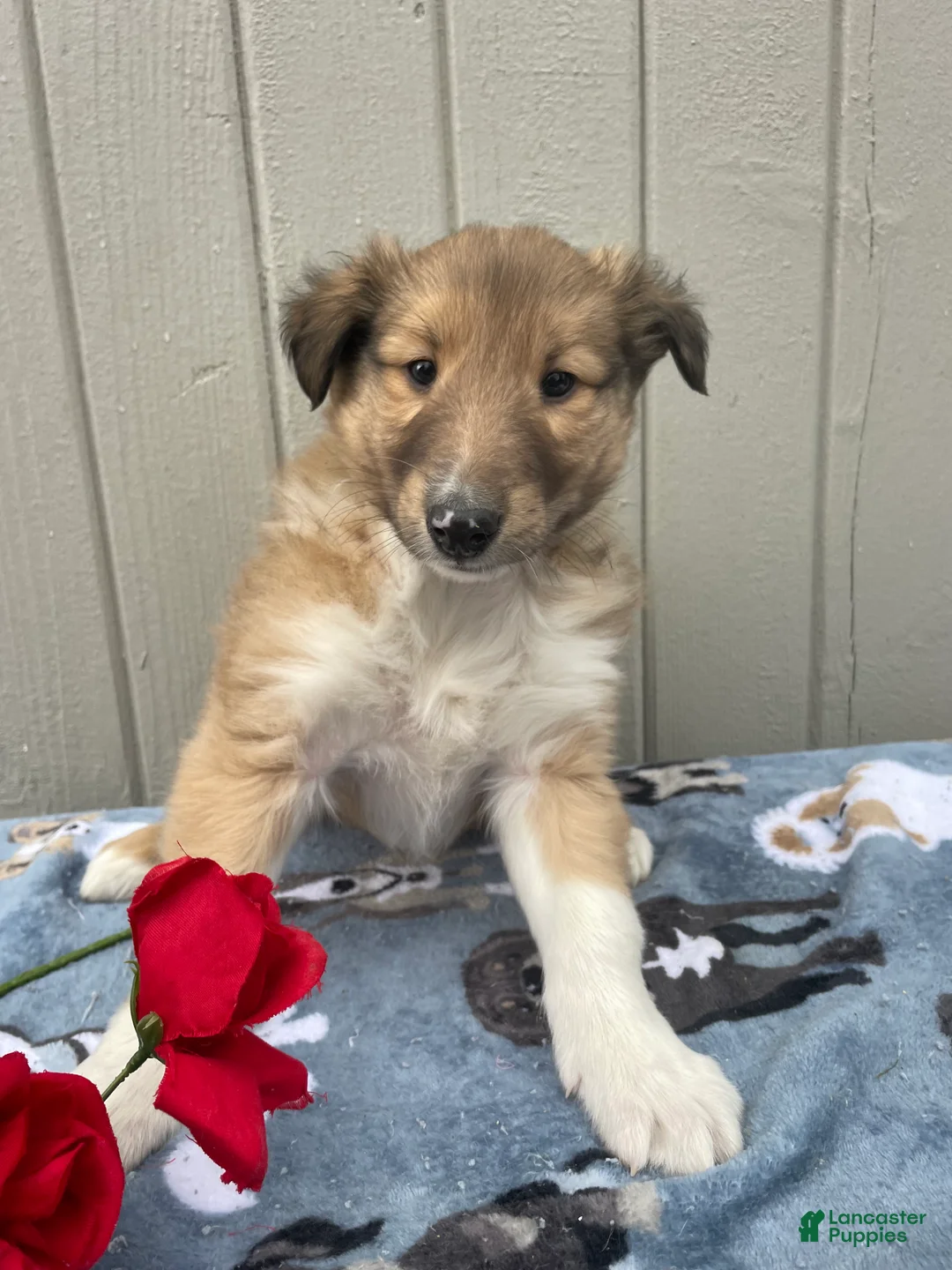 Collie dogs for sale: Calvin - Ad 3