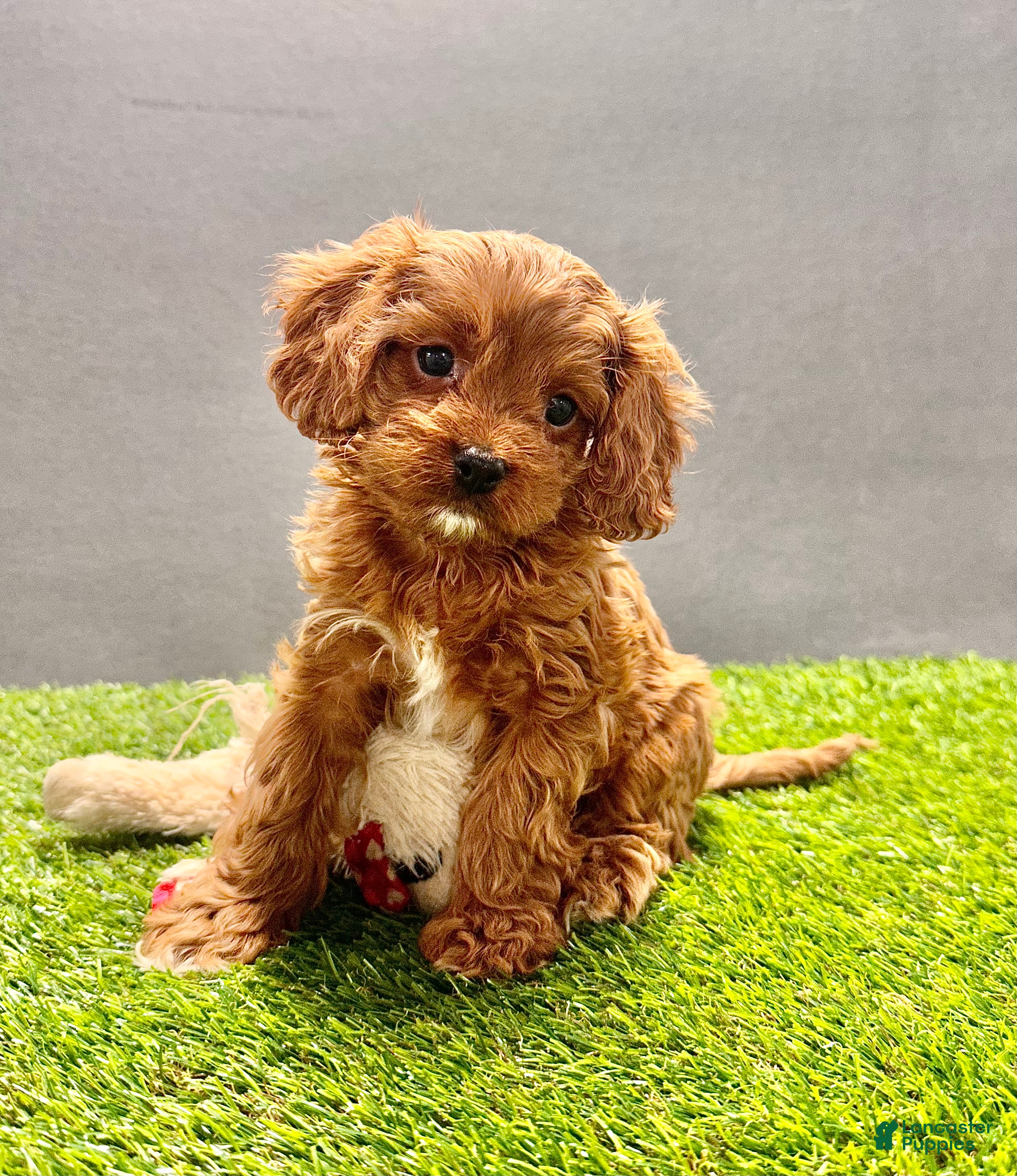 Cavapoo dogs Charlie  - Ad 2