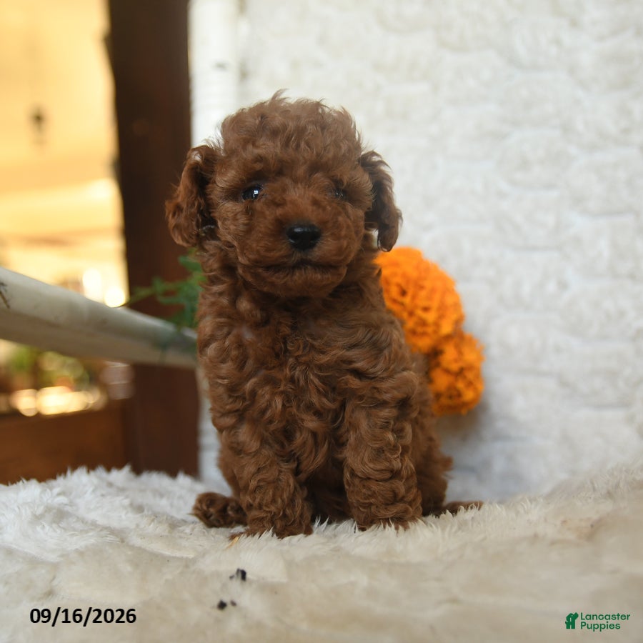 Miniature Poodle dogs Nala - Ad 2
