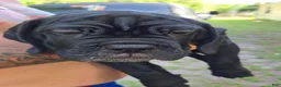 Cane Corso dogs for sale: Cane Corso Puppy 3 - Ad 2