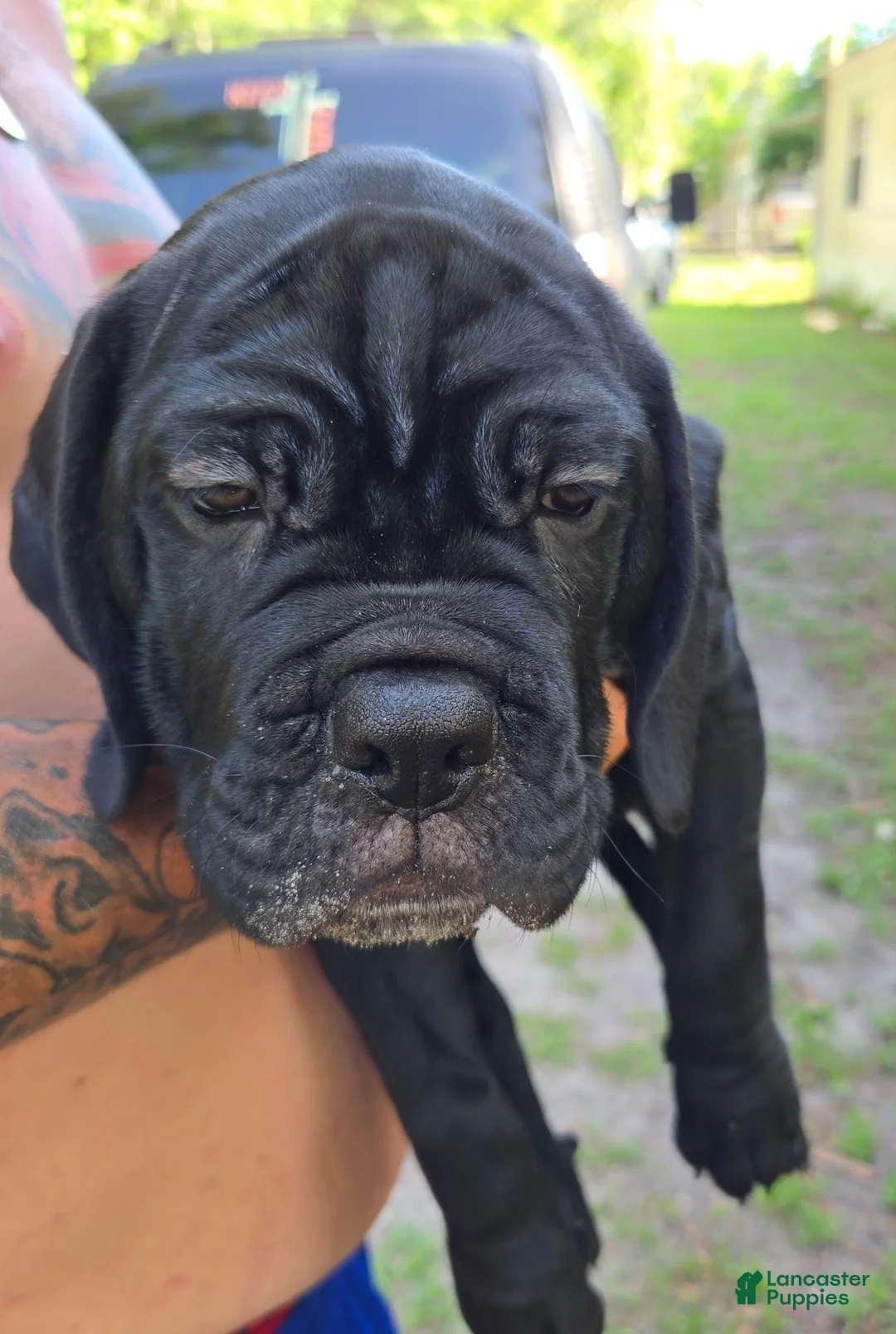 Cane Corso dogs for sale: Cane Corso Puppy 3 - Ad 2