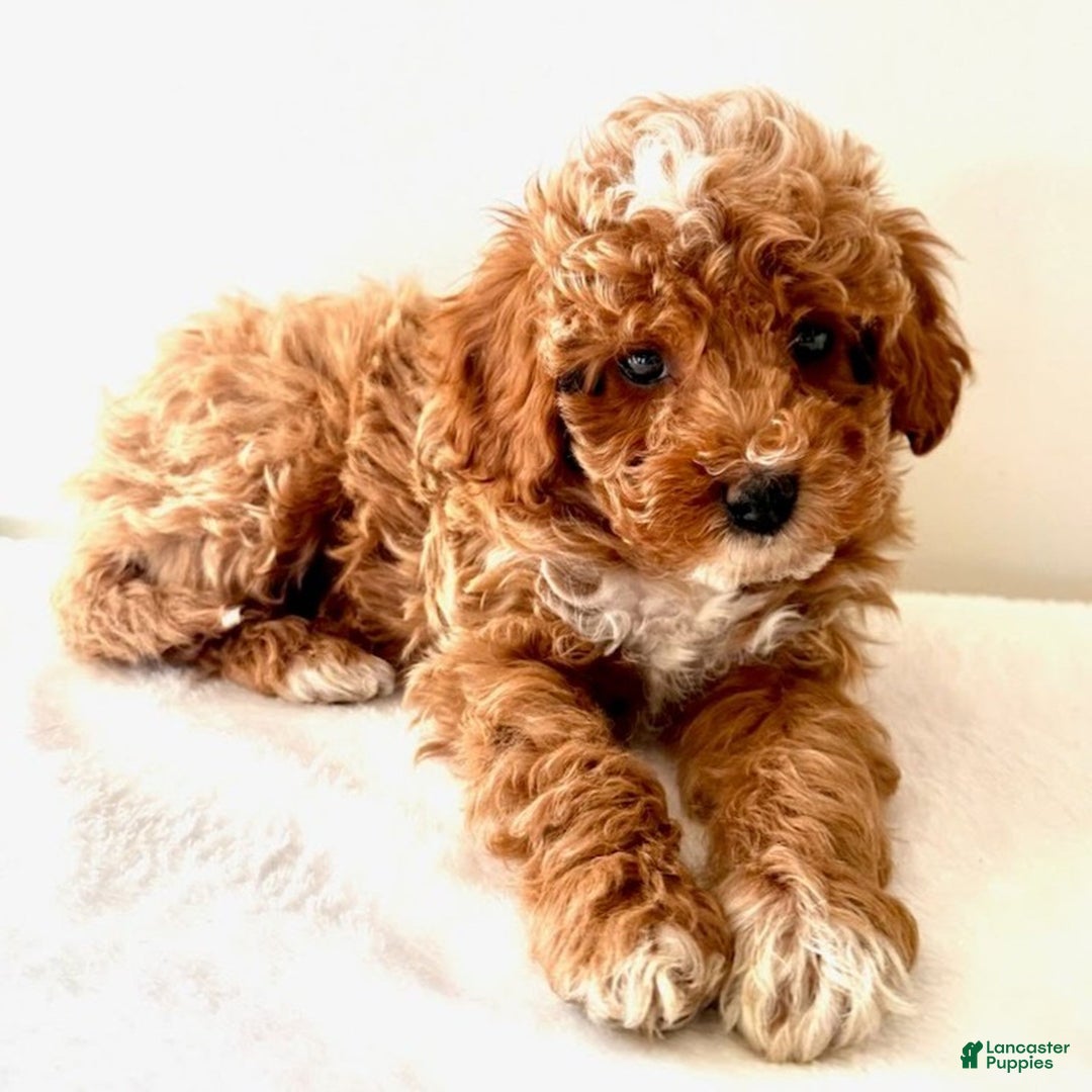 Cavapoo dogs for sale: Samantha  - Ad 2