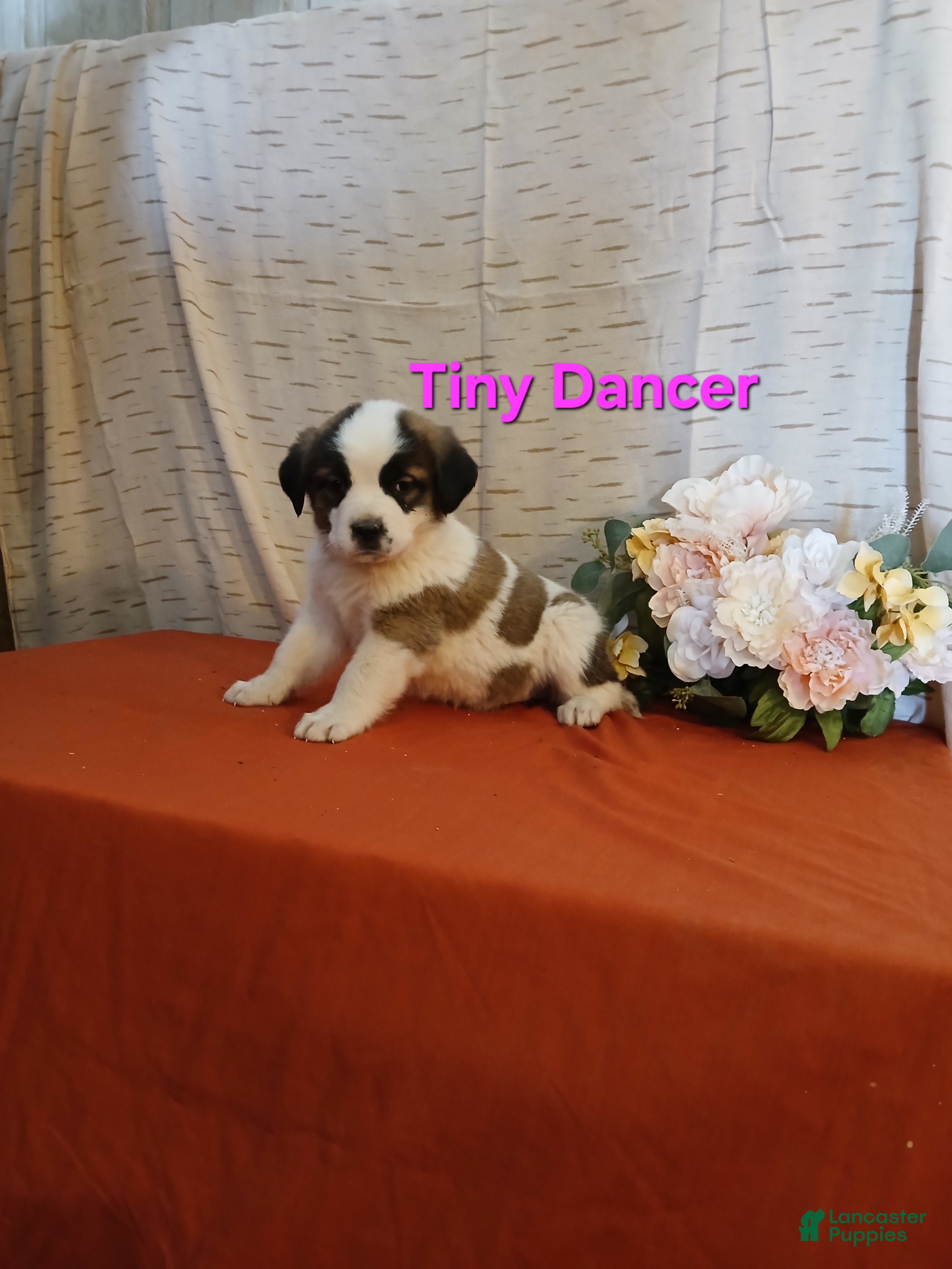 Saint Bernard dogs Tiny Dancer - Ad 2
