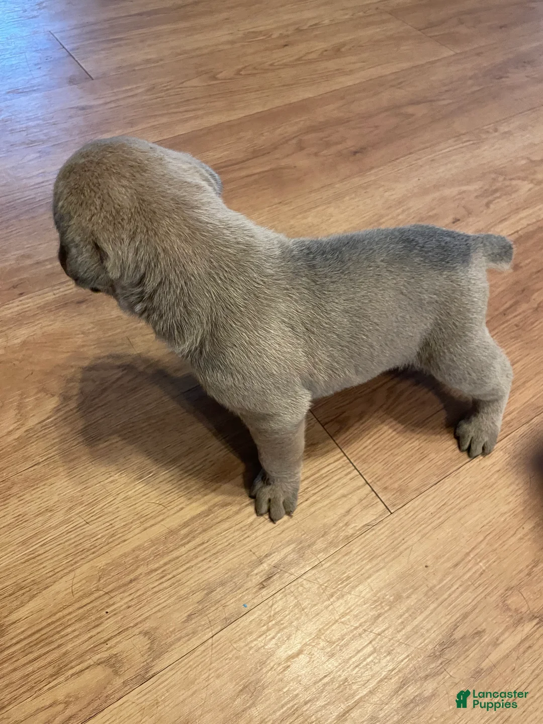 Cane Corso dogs for sale: Cane Corso 3 - Ad 2