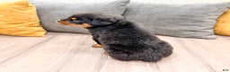Rottweiler dogs for sale: Sara - Ad 5