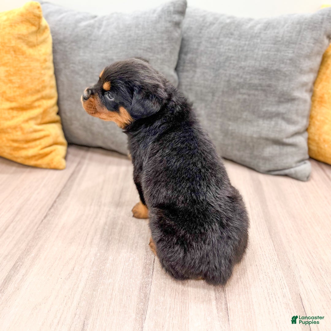 Rottweiler dogs for sale: Sara - Ad 5