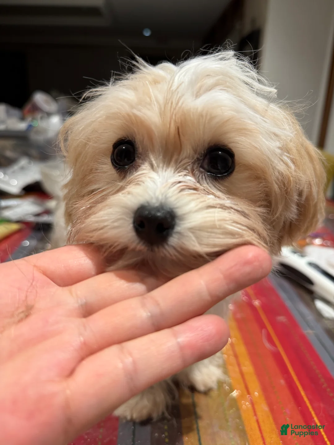 Mixed Breed dogs for sale: One - Ad 7