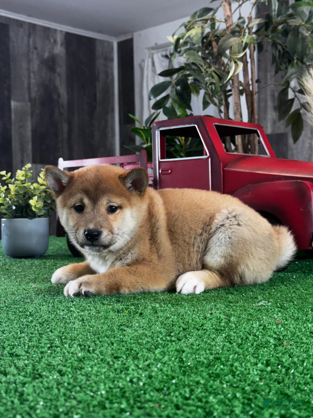 Shiba Inu dogs for sale: ILona - Ad 2