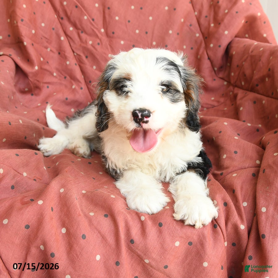 Mini Bernedoodle dogs Luna  - Ad 2