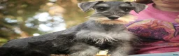 Miniature Schnauzer dogs for sale: Qeleigh Miniature Schnauzer  - Ad 4