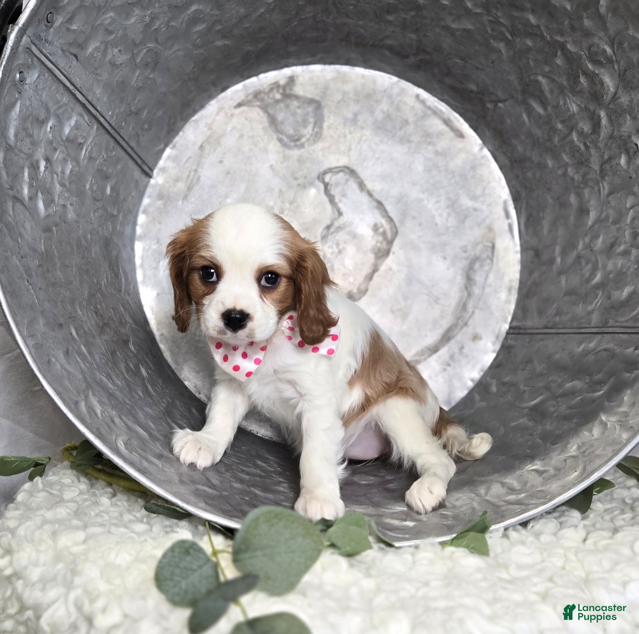 Cavalier King Charles Spaniel dogs Cassie - Ad 2