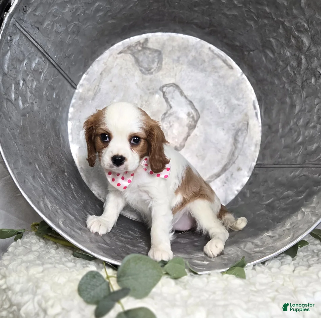 Cavalier King Charles Spaniel dogs for sale: Cassie - Ad 2