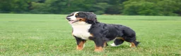 Bernese Mountain Dog dogs for sale: Sara Beth - Ad 7