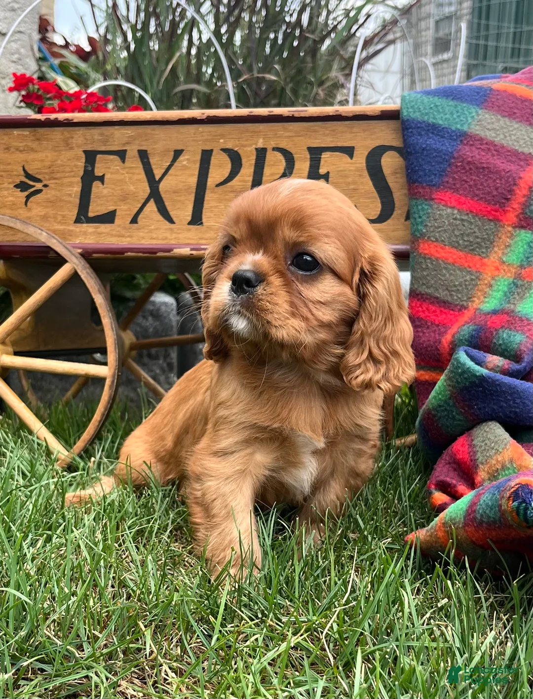 Cavalier King Charles Spaniel dogs for sale: Danny Boy❤️AKC Registered - Ad 2