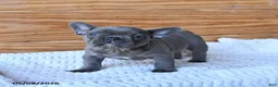 French Bulldog dogs for sale: Hope - Ad 4
