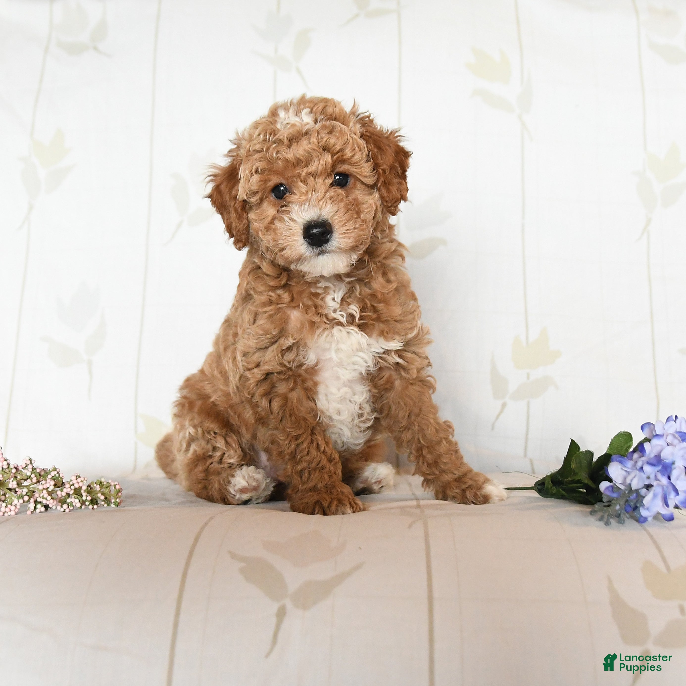 Miniature Poodle dogs Mason - Ad 1