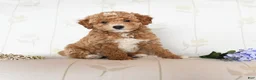 Miniature Poodle dogs for sale: Mason - Ad 1