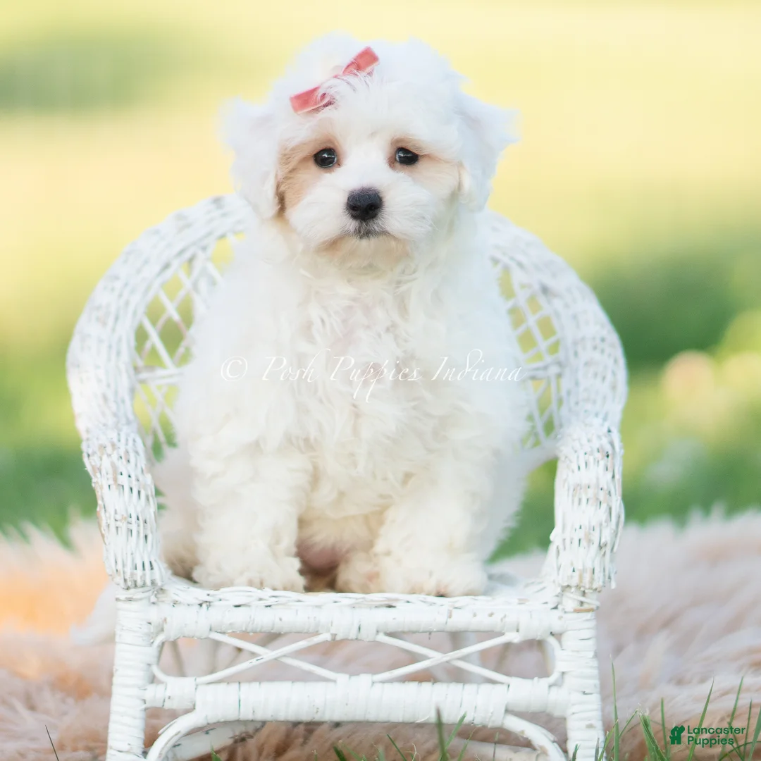 Maltipoo dogs for sale: Pongo - Ad 2