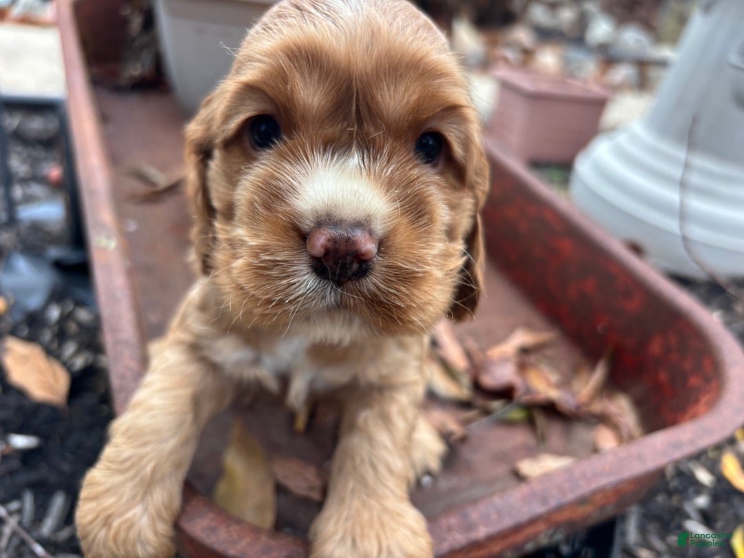 Cocker Spaniel dogs for sale: Dexter - Ad 1