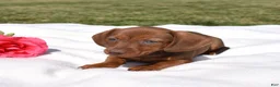Miniature Dachshund dogs for sale: Chai - Ad 6